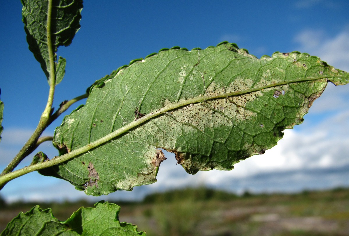 Image of Salix myrsinifolia specimen.