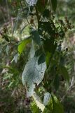Inula conyza. Средняя часть цветущего и плодоносящего растения. Черногория, муниципалитет Будва, окр. с. Кульяче (Kuljače), у тропы близ восстанавливаемой церкви ~ в 700 м к С от села, пояс дубово-грабинникового леса. 11.10.2014.