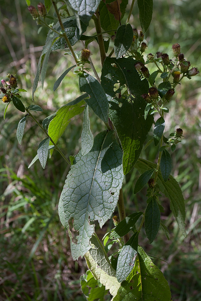 Image of Inula conyza specimen.