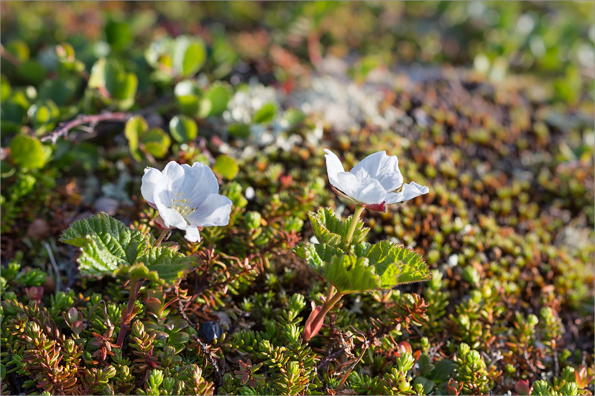 Изображение особи Rubus chamaemorus.