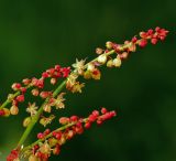 Rumex acetosella. Верхушка соцветия. Московская обл., Раменский р-н, окр. ж.-д. платформы Хрипань, просека под ЛЭП. 06.07.2015.