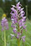 Orchis militaris. Соцветие. Ленинградская обл., Волосовский р-н, суходольный луг на известняке. 08.06.2014.