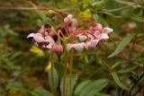 Chimaphila umbellata