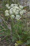 Heracleum freynianum. Цветущее растение. Кабардино-Балкария, Приэльбрусье, берег ручья Донгуз-Орун на краю поляны Чегет (2060 м н. у. м.). 9 июля 2008 г.