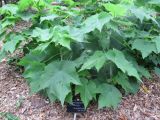 Dombeya burgessiae