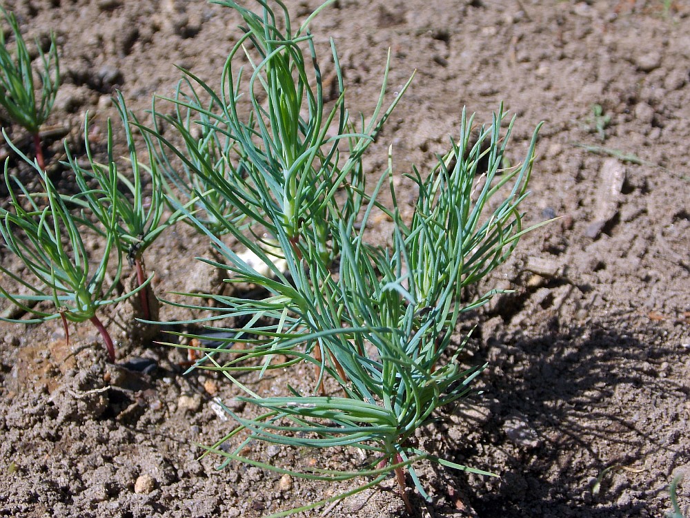 Изображение особи Pinus ponderosa.