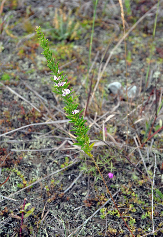 Image of Lespedeza juncea specimen.