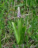 Orchis militaris