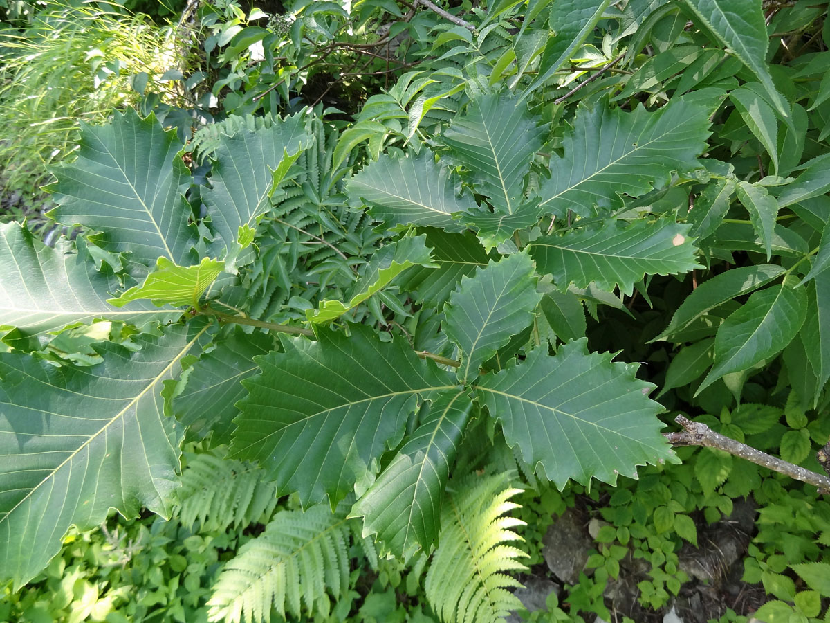 Изображение особи Quercus crispula.