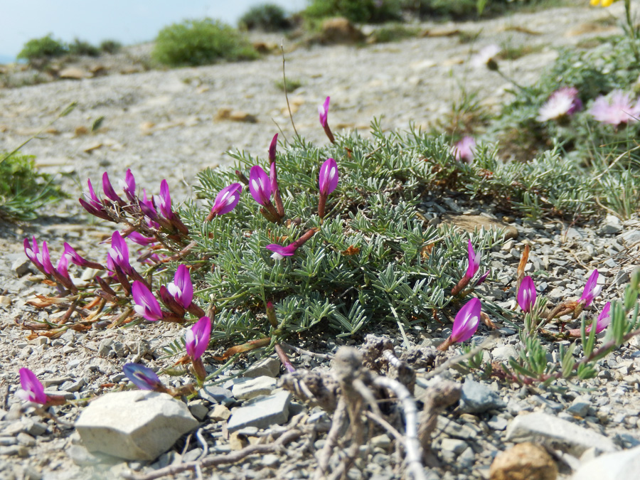 Изображение особи Astragalus subuliformis.