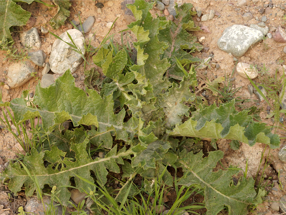 Изображение особи семейство Asteraceae.