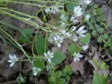 Ornithogalum woronowii. Соцветия. Москва, территория МГУ. 25.05.2015.