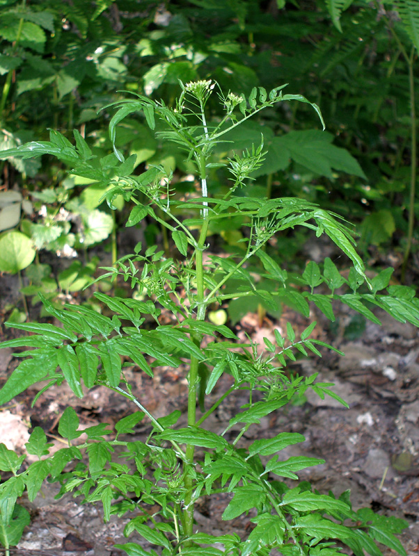 Image of Cardamine impatiens specimen.