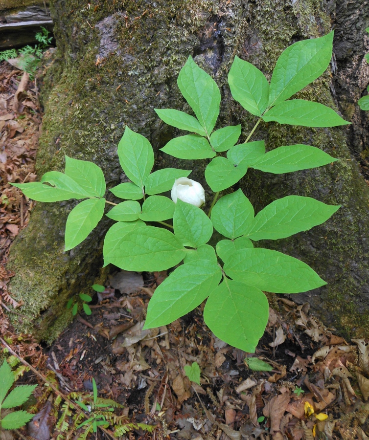 Изображение особи Paeonia oreogeton.