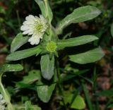 Lomelosia prolifera