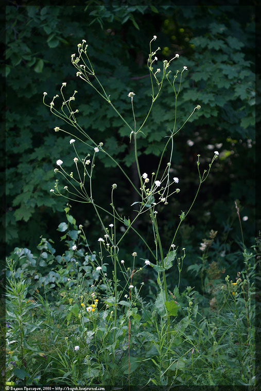 Image of Knautia tatarica specimen.