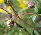 Clematis orientalis. Бутон и распускающийся цветок. Кыргызстан, Нарынская обл., правый берег р. Нарын, I надпойменная терраса ниже с. Ак-Булун. 05.07.2015.