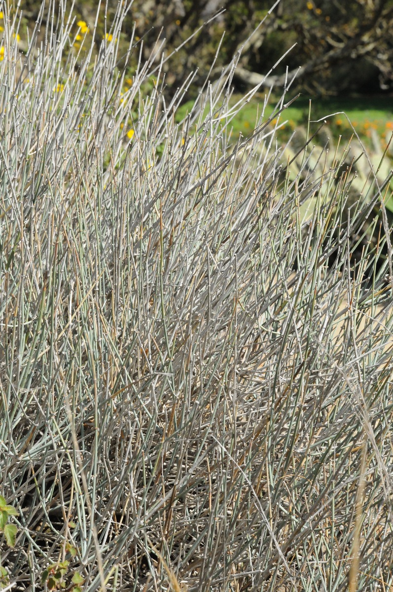 Image of Ephedra nevadensis specimen.