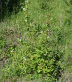 Salix pyrolifolia