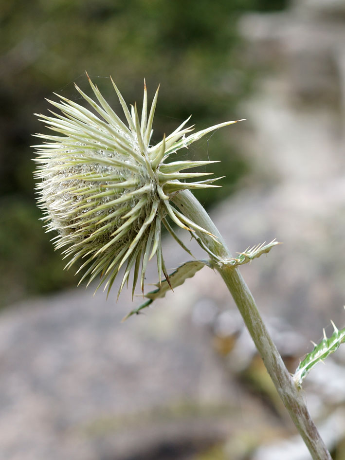Image of Alfredia nivea specimen.