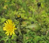 Hieracium umbellatum. Верхушка побега с распускающимися соцветиями и галлом. Татарстан, г. Бавлы, луг. 28.07.2015.