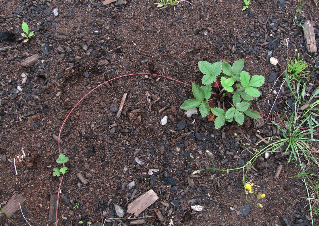 Изображение особи Fragaria vesca.