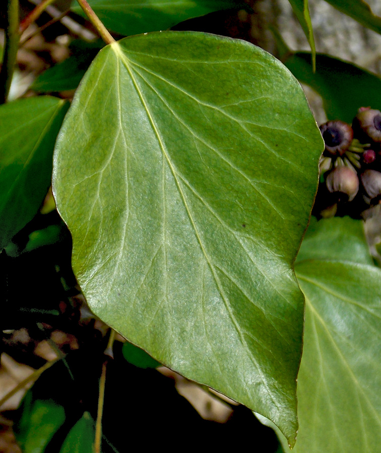 Image of Hedera helix specimen.