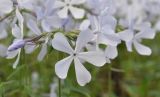 Phlox divaricata