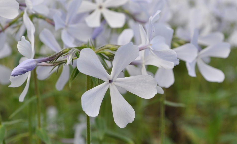 Image of Phlox divaricata specimen.