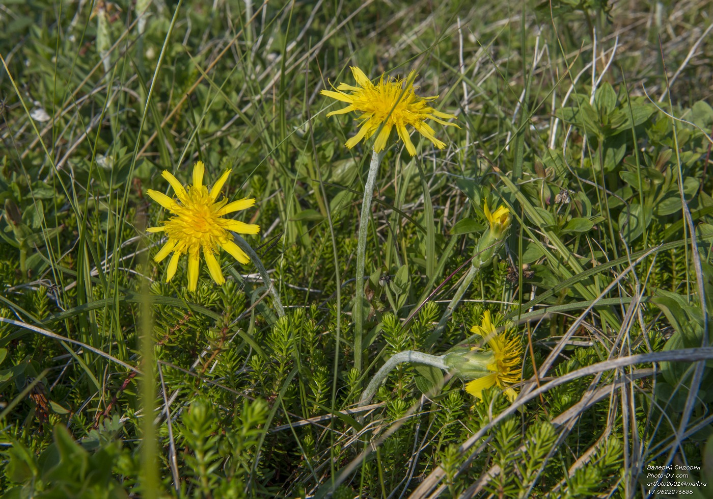 Изображение особи Scorzonera radiata.