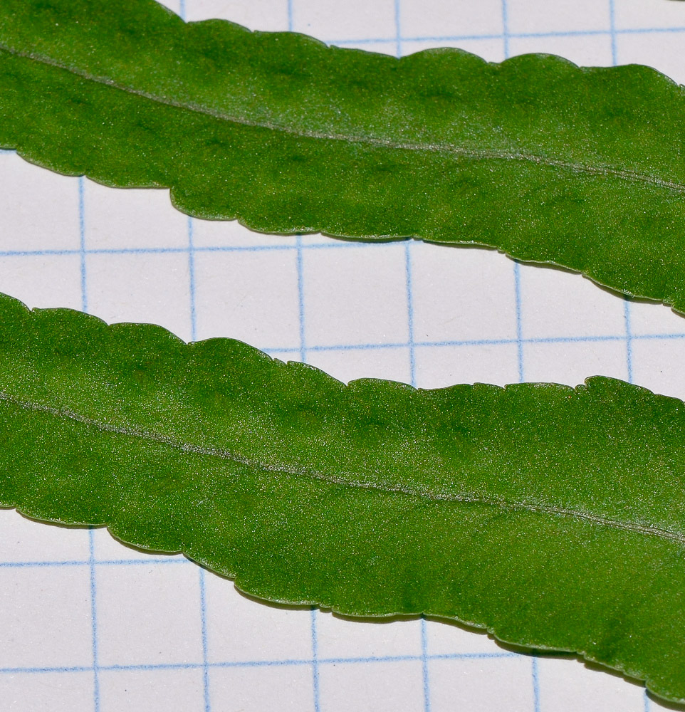 Image of Polypodium cambricum specimen.