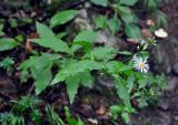 Aster ageratoides