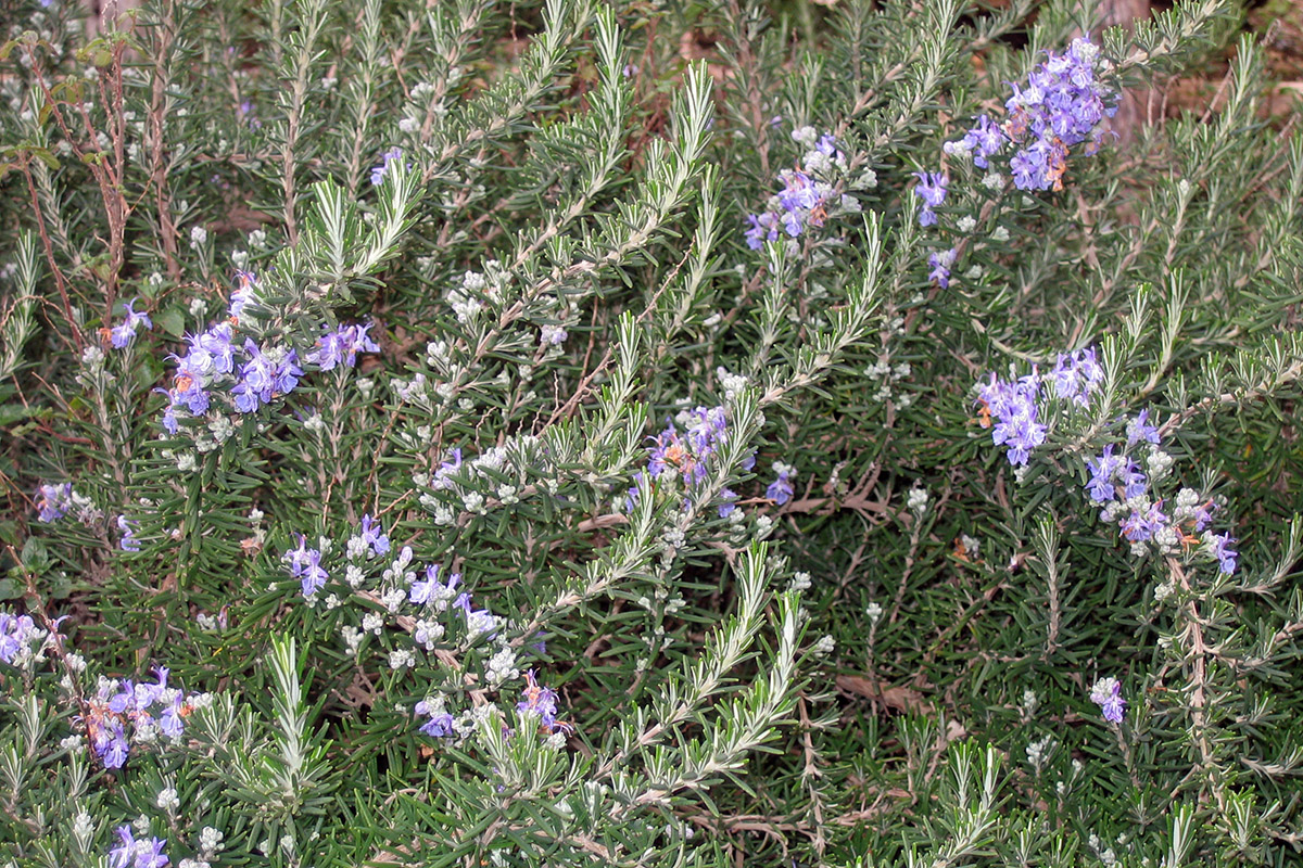 Image of Rosmarinus officinalis specimen.
