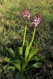 Orchis purpurea. Цветущее растение с повреждёнными (вероятно, улитками) листьями. Крым, Карадагский заповедник, западный склон горы Святая, поляна в шибляке. 26 апреля 2016 г.