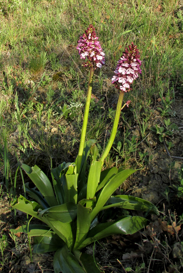 Изображение особи Orchis purpurea.