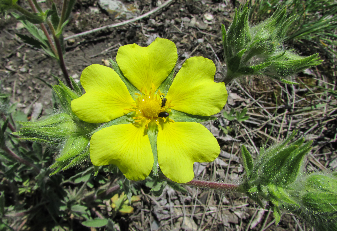 Изображение особи Potentilla callieri.