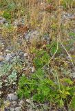Coelopleurum gmelinii