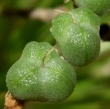 Allium stipitatum