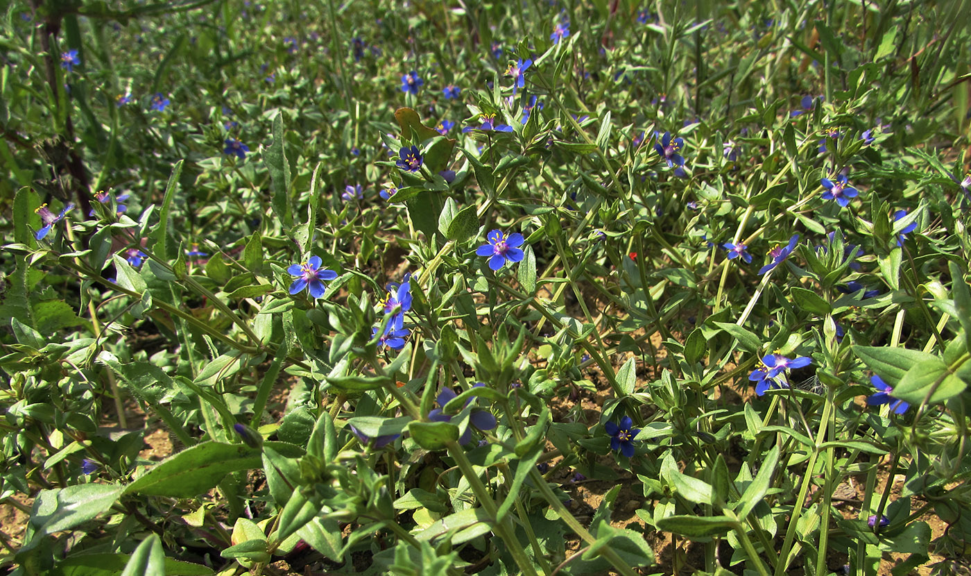 Изображение особи Anagallis arvensis.