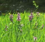 Lamium maculatum