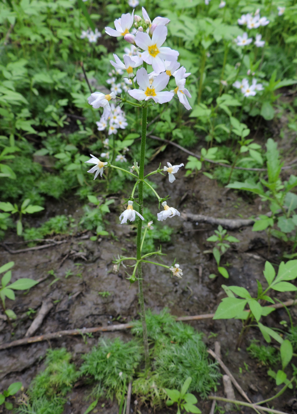 Изображение особи Hottonia palustris.