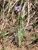 Sisyrinchium septentrionale. Цветущее и плодоносящее растение. Псковская обл., окр. Изборска, в составе низкого травостоя на заброшенной дороге. 29.05.2016.