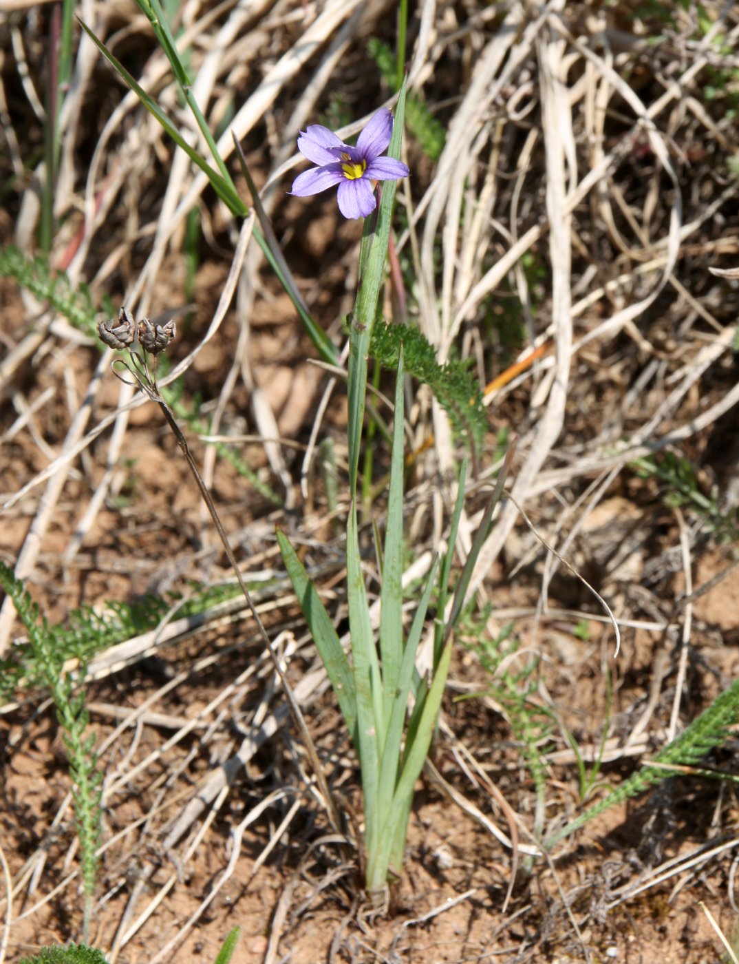 Изображение особи Sisyrinchium septentrionale.