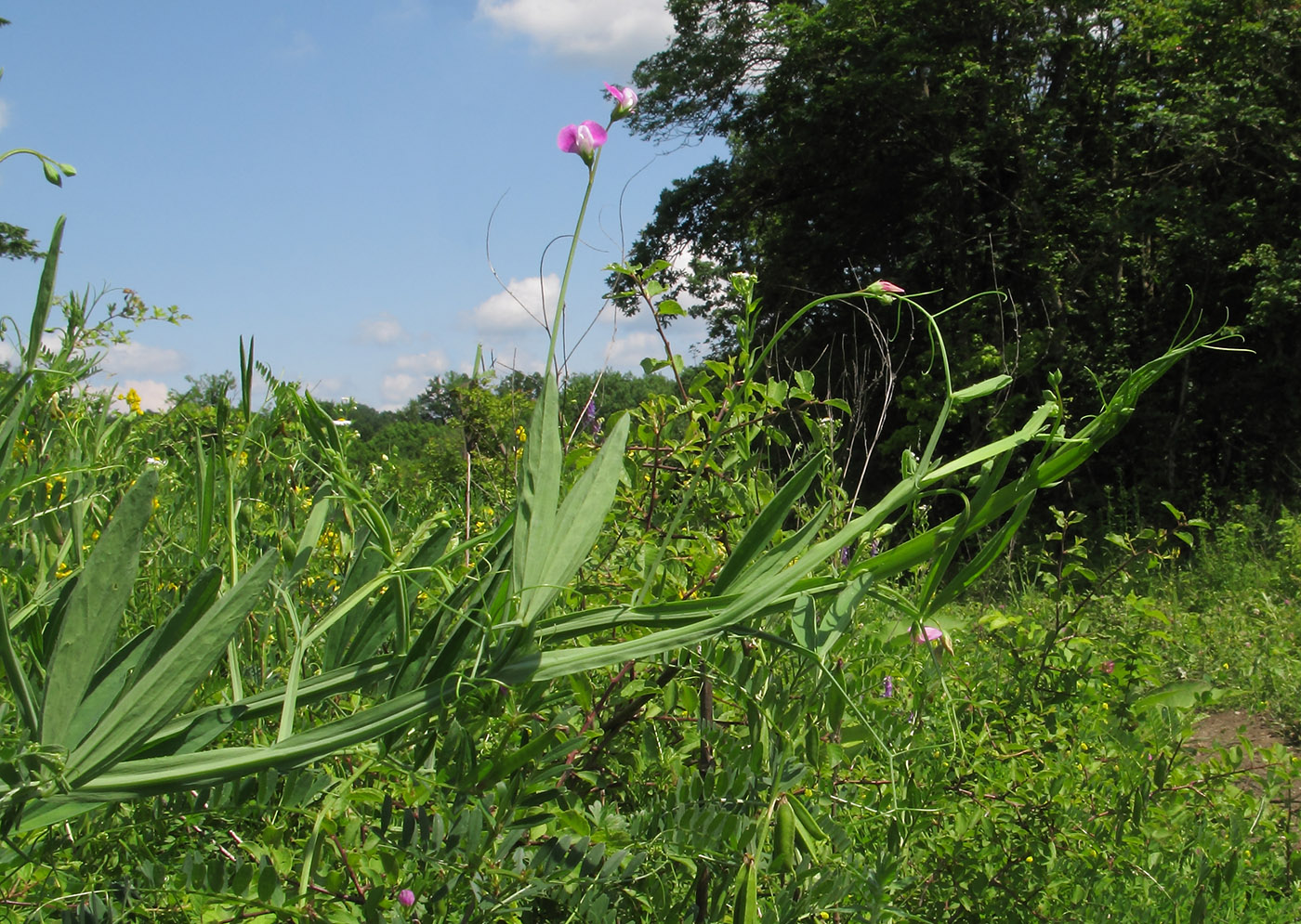 Image of Lathyrus hirsutus specimen.