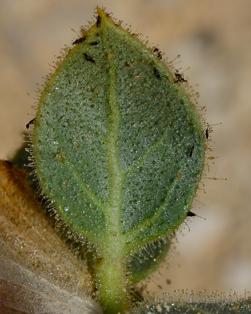Изображение особи Hyoscyamus desertorum .
