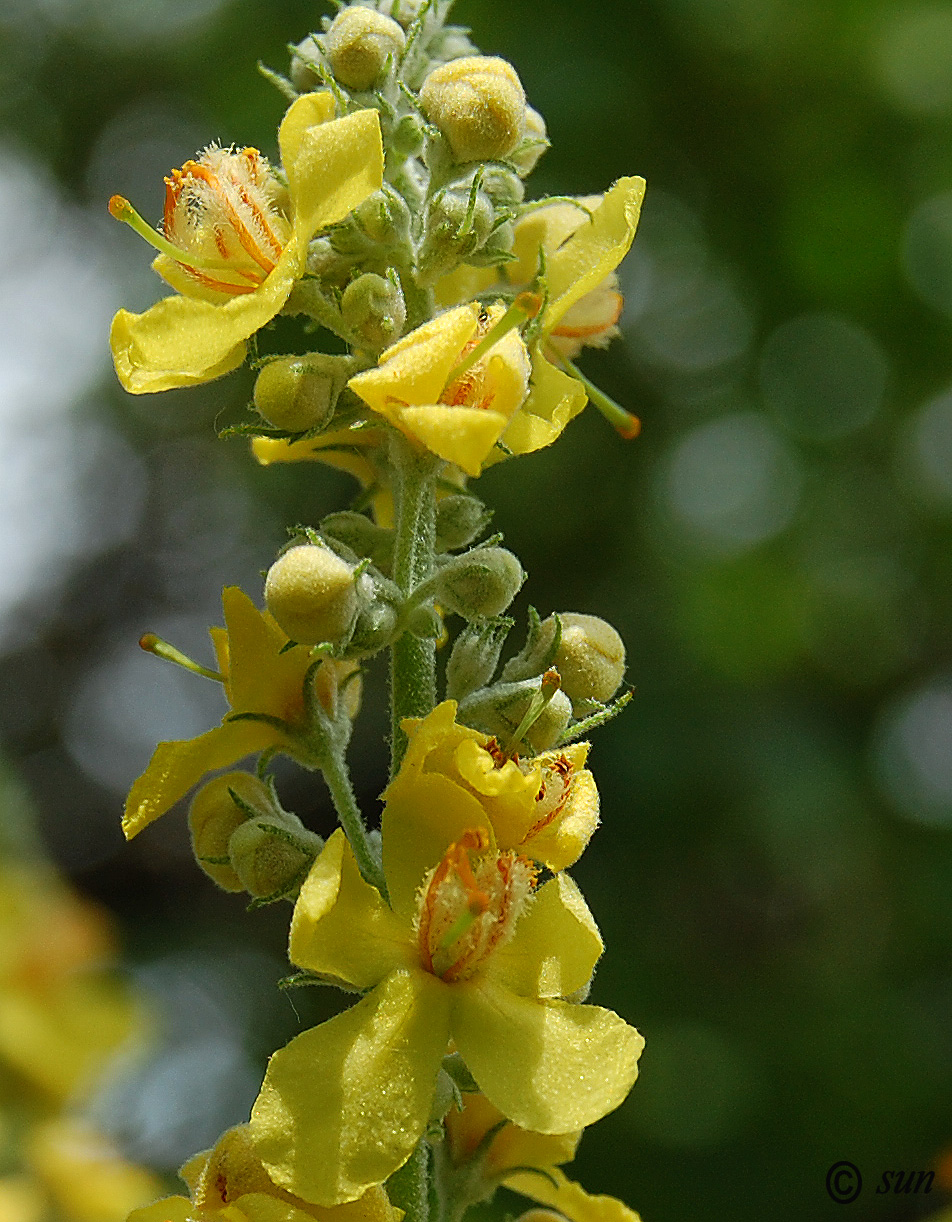 Изображение особи Verbascum lychnitis.