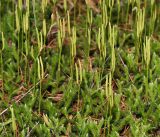 Lycopodium clavatum. Побеги со стробилами. Владимирская обл., Ковровский р-н, окр. дер. Митино. 25.06.2016.