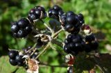 Rubus