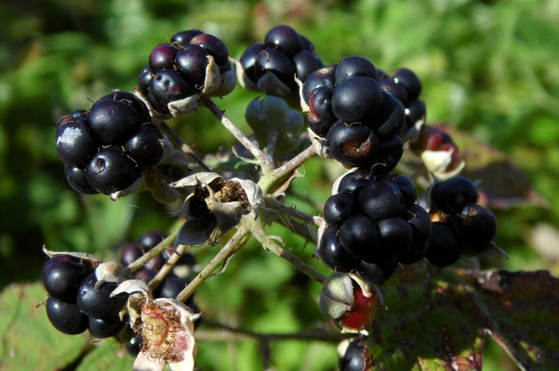Изображение особи род Rubus.