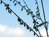 Melilotus albus
